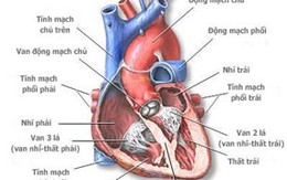 Dùng tế bào gốc để tái tạo những mô cơ tim mới ở người