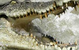 Ngủ trên cây vì bị cá sấu đuổi