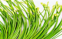 Các loại rau gia vị giải cảm