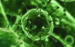 Tìm tác nhân truyền virus cúm từ động vật sang người