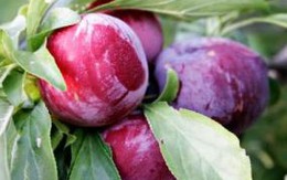 4 loại hoa quả đậm màu giúp bạn trẻ lâu hơn