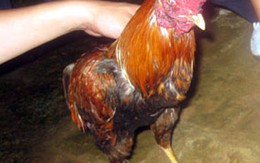 Làm chết con gà, bị đâm thủng bụng 