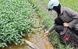 “Kỹ nghệ” trồng rau muống: Thấy mà lo 