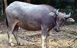 Đi tù vì trộm trâu, nghé