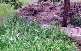 Xác chết một thiếu nữ khỏa thân giữa cánh đồng