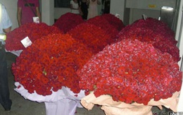 Tỏ tình bằng 10.000 bông hồng