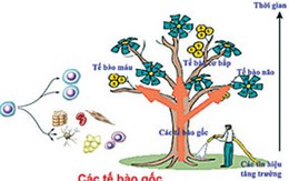 Bác sỹ trò chuyện: Tế bào gốc sẽ trị được nhiều bệnh khó