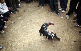 Gà đá thua, người chém người