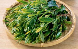 Giải mã bí ẩn tác dụng kỳ diệu của nước chè