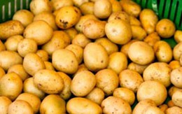 Cách giải độc cho rau củ khi chế biến
