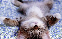 Gọi điện cho cảnh sát vì con mèo làm ồn