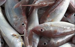 Mẹo phân biệt cá tươi
