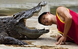 Đấu vật với cá sấu
