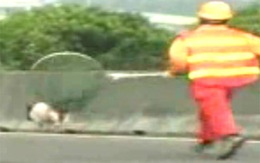 Video: Chú lợn "đua tốc độ" trên đường cao tốc