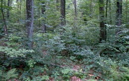 Cưỡng hiếp, sát hại một cô gái trong rừng vắng