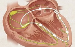 Phát hiện một chục gen giúp kiểm soát nhịp tim 