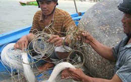 Treo thưởng 10 triệu đồng, người dân đổ xô săn cá dữ cắn người