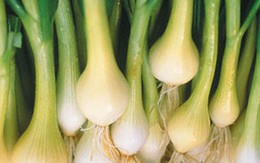Những tác dụng kì diệu của hành hoa