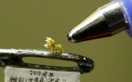 Chú hổ bé hơn lỗ kim khâu