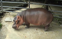 Nàng hà mã tình nghĩa