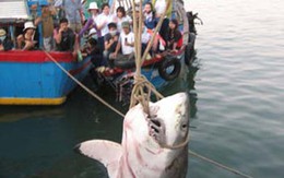 Ngư dân lỗ nặng sau chuyến bắt cá mập khổng lồ