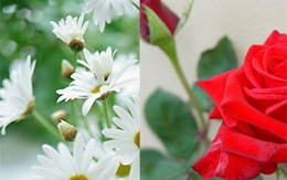 Làm đẹp từ các loài hoa Xuân