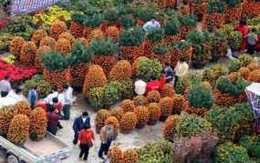 Dáng quất "độc" ngày Tết của người Trung Quốc