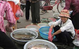 Thực phẩm đua tăng giá: 1 triệu đồng/con cá vẫn hết hàng