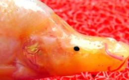Loài cá "ngoài hành tinh" ở Trung Quốc