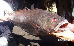 Cá sú vàng có giá gần 9 tỷ đồng
