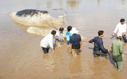 Cá voi nặng trên 10 tấn dạt vào bờ biển
