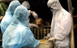 Bệnh nhân H5N1 đầu tiên tử vong trong năm 2010 