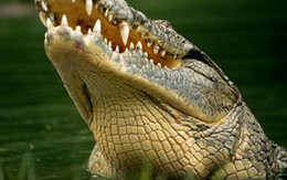 Vợ mang bầu cứu chồng khỏi miệng cá sấu