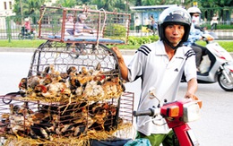 Cúm gia cầm cách Hà Nội 35 km