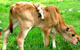 Con bò kỳ lạ với 2 đuôi, 6 chân