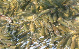 Kỳ lạ ba suối “cá thần” ở Thanh Hoá 