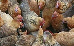 Tỷ lệ tử vong của cúm gia cầm H5N1 là 58%