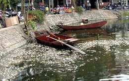 Cá chết trắng hồ Trúc Bạch 