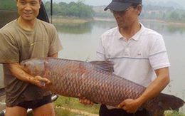 Hà Nội: Câu được cá trắm nặng 30 kg