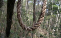 Tìm ra "quy luật" các vụ tự sát ở Nhật Bản