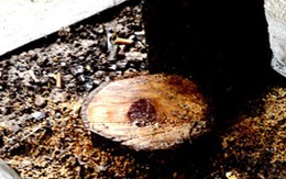 Hàng chục năm tù cho 35 “sưa tặc”