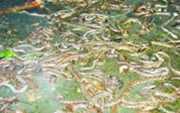 Hoảng loạn vì rắn độc lạ bò về khắp làng