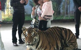 Cưỡi lên lưng hổ để chụp ảnh lưu niệm