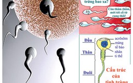 Đường đi của mầm sống