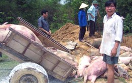 Cao điểm phòng, chống dịch bệnh tai xanh 