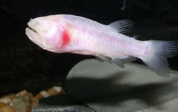 Phát hiện loại cá mù độc nhất vô nhị