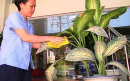 Sự thật tin đồn cây xanh trong nhà có độc chết người