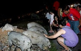 Đổ xô đi sờ đầu... lợn rừng để kiếm vận may