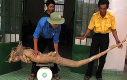 Củ sắn khổng lồ nặng 34 kg