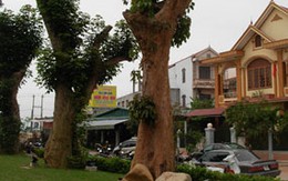 Phá rừng vì thú chơi cổ thụ